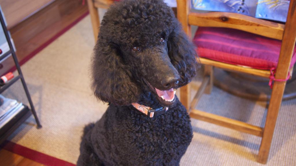 Meet Baci